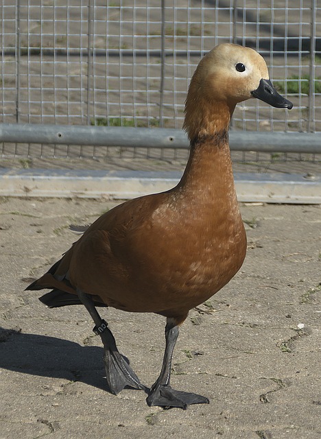 例是